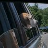 barkbark2.0