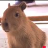 capycapybaramx