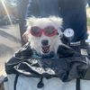 dipper.the.tripper.doggo