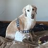 itsapetslife365