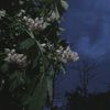 flowersgrowfrommyskin
