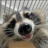 kingrockyraccoon