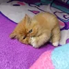 messyah11