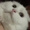 hiiqiin._tk