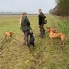 gracewarrengundogs