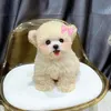 luckyhomepet