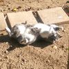 jonesy_thecat