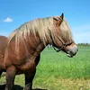 lena_sosna11