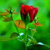 user873168041manu