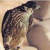 saad_alkabe86