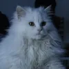 riskezra