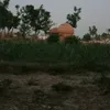 pamankhanx