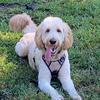 leo_thegoldendoodle