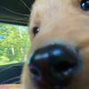 anna_nxs
