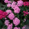 grandma_10c