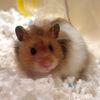 Larry the Hamster