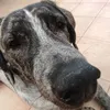maybekazoos
