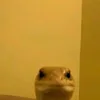poypoy_desu