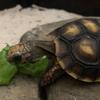 tobiasthecutetortoise