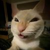 ca.gatitos777