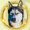 shiro.husky