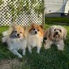 twistycanines