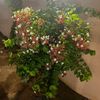 abo_malk65