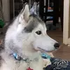 aryaandvalhallasworld