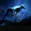 dremuslupin