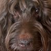 labradoodlechick