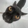ling_ne2