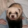noutnoutte