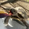 tortoisejourneyy
