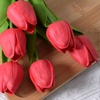 tulip_tulip1445