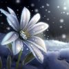 snowflower2507