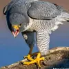 issaallabo