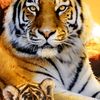 abdulkarim5499