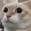iammendesbia