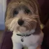 scooterloo