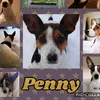 Penny The Crazy Dog