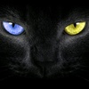 _l_blackcat_l_