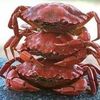towerofcrab