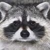 totallynotaraccoon