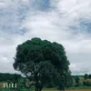 thien.69218.phophan