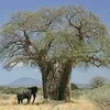 mireillemur