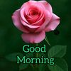 ck_anees
