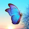 butterfly.9032