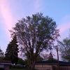 staceyhummingbird