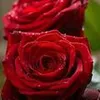 anhdaotruong7
