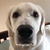 lyradoggo